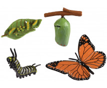 Životný cyklus - Motýl