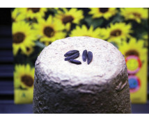 Semena, sada 24 sáčků - Slunečnice