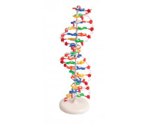 DNA