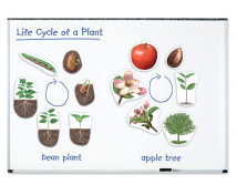 Životní cyklus rostliny