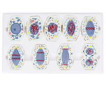 Model meiózy a mitózy živočišné buňky