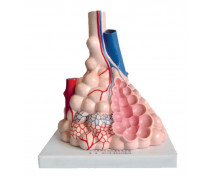 Lidské alveoly
