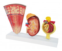 Model ledvin a glomerulů