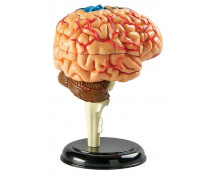 Mini model - mozek