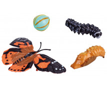 Životní cyklus motýla