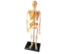 [Model lidské kostry]
