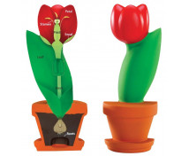 Tulipán - model
