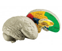 Mozek - pěnový model