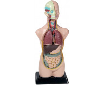 Model lidské torzo, 50 cm