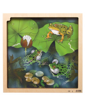 Vrstvové puzzle - Životní cyklus žabky