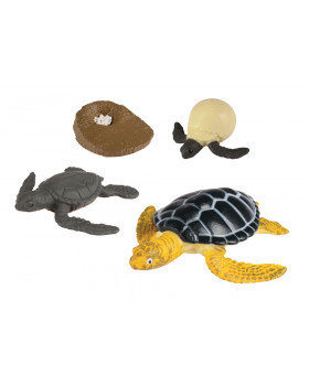 Životný cyklus - Mořská želva