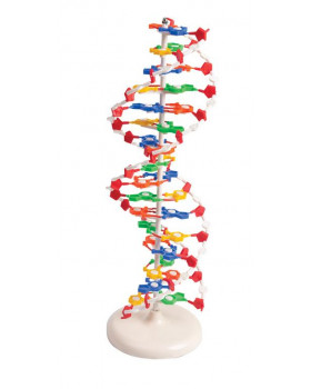 DNA