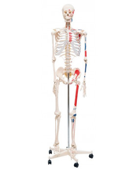 Kostra člověka 170 cm