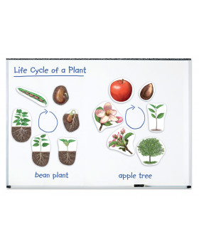 Životní cyklus rostliny