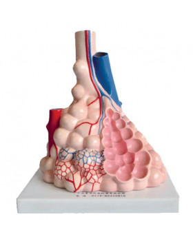 Lidské alveoly