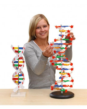 DNA - model