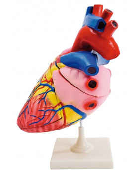 Detailní model srdce