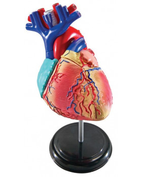 Minimodel - srdce