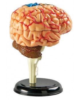 Mini model - mozek
