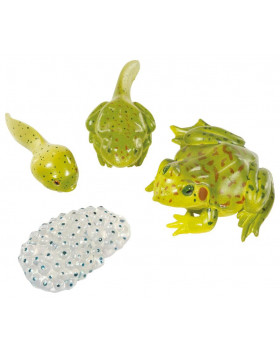 Životní cyklus žáby-modely