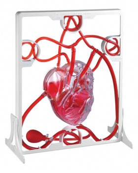 Oběhový systém srdce