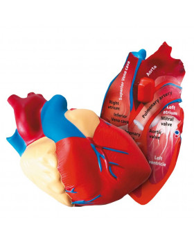 Srdce - pěnový model