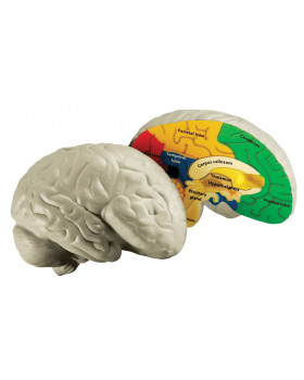 Mozek - pěnový model