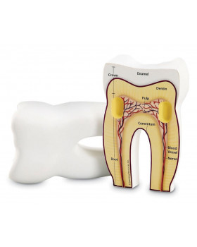 Zub - pěnový model