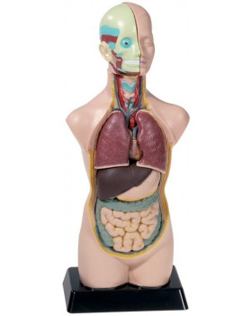 Model lidské torzo, 50 cm